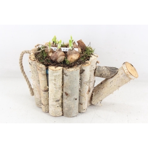 arr4 Narcis PL - Hout gieter 338/4