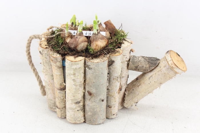 <h4>arr4 Narcis PL - Hout gieter 338/4</h4>