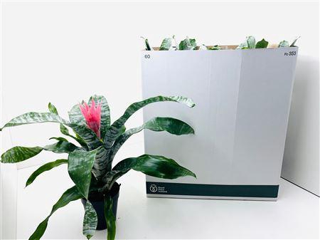 <h4>Aech Fas Primera</h4>