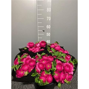 Ran Suc Ciclamino Sup