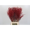 Bromelia Red Paloma