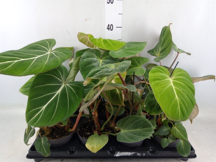 <h4>Philodendron   ...</h4>