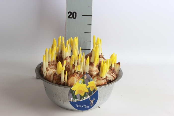 <h4>ARR NARCISSUS</h4>