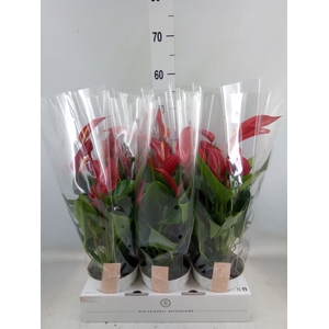 Anthurium  'Banderola Roja'