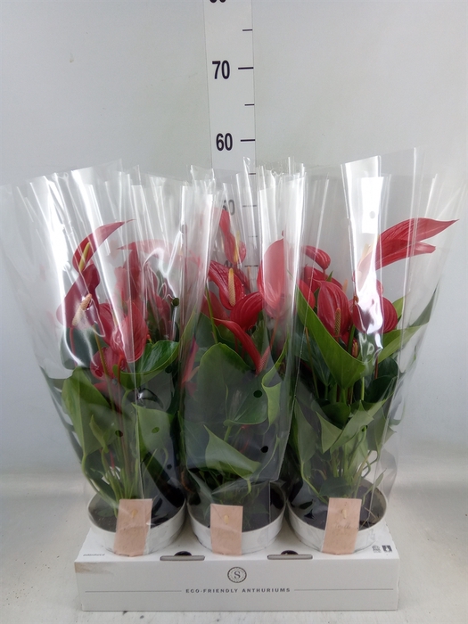 <h4>Anthurium  'Banderola Roja'</h4>