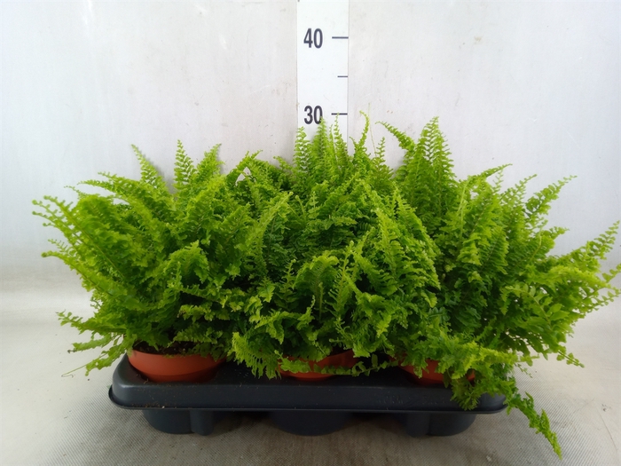 <h4>Nephrolepis exal. 'Vitale'</h4>
