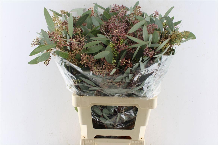 <h4>Euc Polyan Frui P Bs</h4>