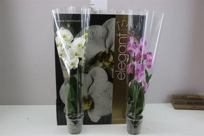 <h4>Phal Gemengd 3 Tak</h4>