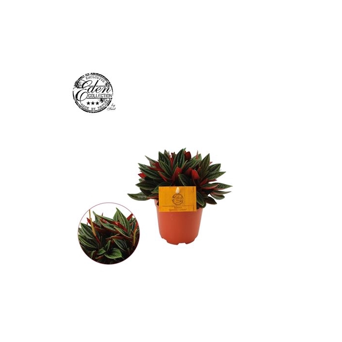 <h4>Peperomia Rosso</h4>