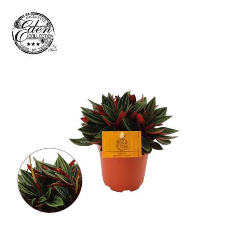 <h4>Peperomia Rosso</h4>