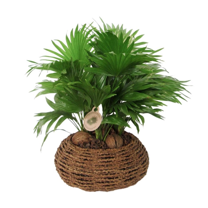 <h4>Livistona rotundifolia</h4>