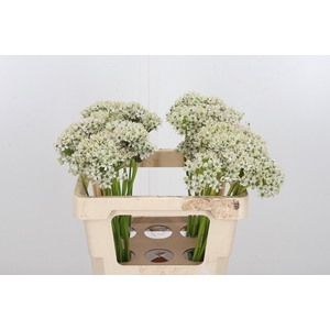 Allium Nigrum