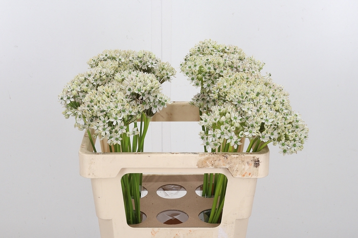 <h4>Allium Nigrum</h4>
