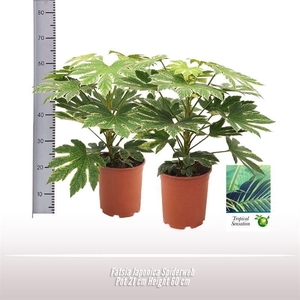 Fatsia Japonica Spiderweb