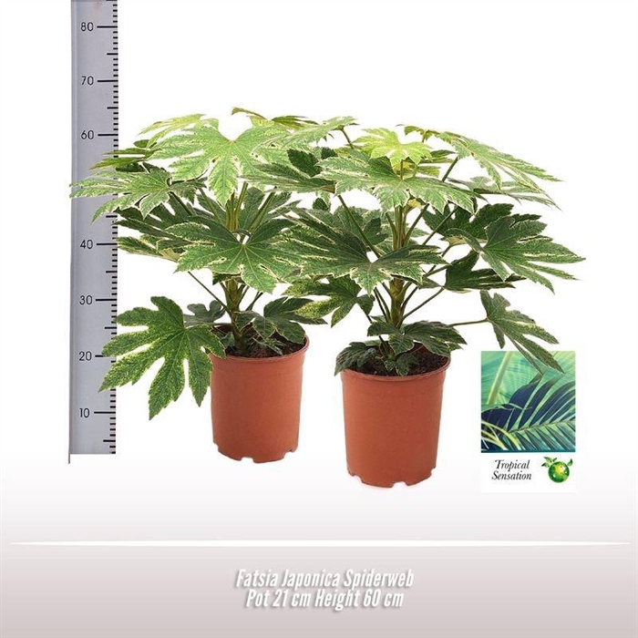 <h4>Fatsia Japonica Spiderweb</h4>