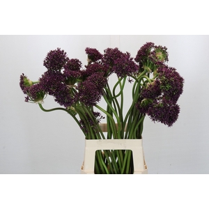Allium Cherry