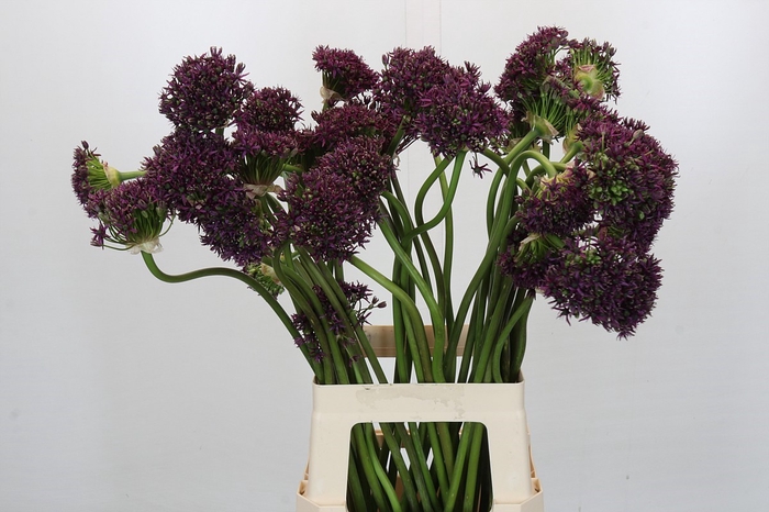 <h4>Allium Cherry</h4>