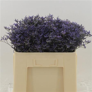 Limonium Safora Dark Blue