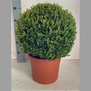 BUXUS BOL 50 CM