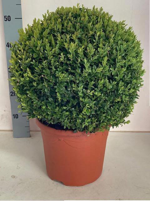 <h4>BUXU SEMPERVIRENS</h4>