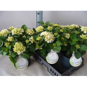 Hydrangea mac.