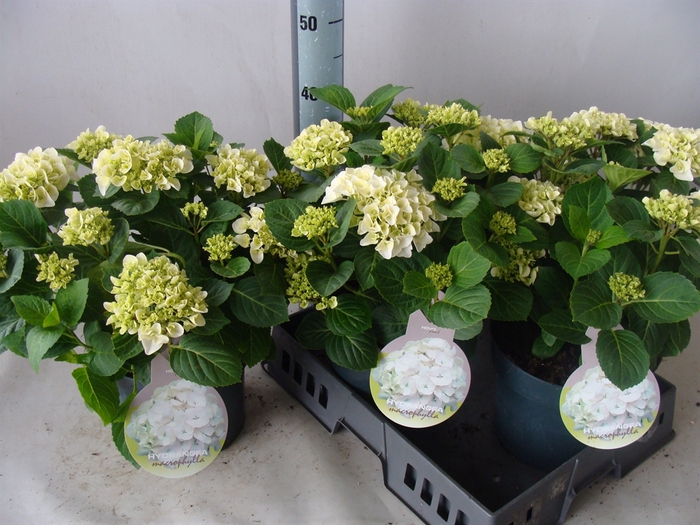 <h4>Hydrangea mac.</h4>