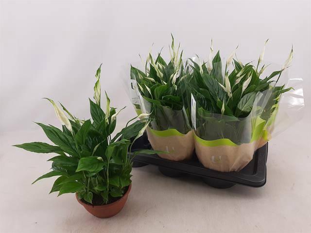 <h4>SPATH CHOPIN</h4>