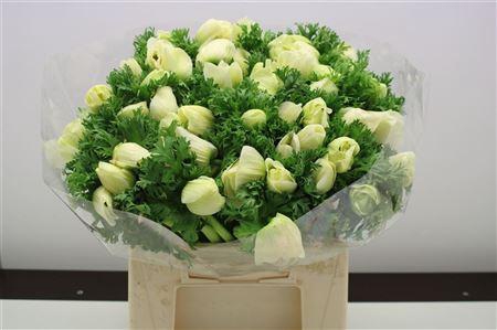 <h4>ANEM MISTRAL SUPER WHITE</h4>