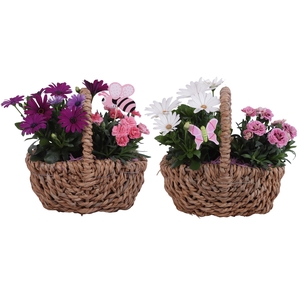 Spring Flower Arr. Outdoor Waterhyacint Handle Basket Ø25cm 2PP