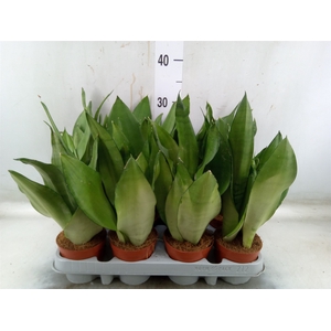 Sansevieria trifa. 'Moonshine'