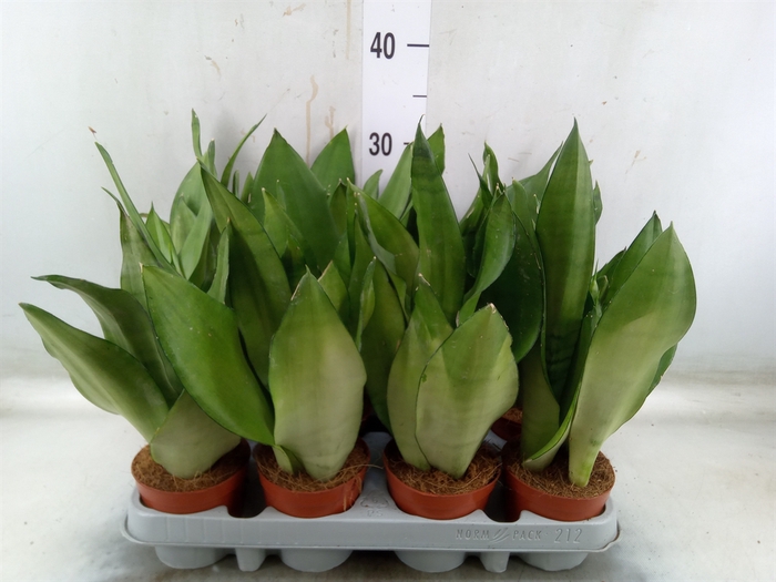 <h4>Sansevieria trifa. 'Moonshine'</h4>