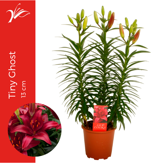 <h4>Lilium Tiny Ghost 13 cm (az. lelie)</h4>