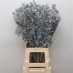 DRY RUSCUS ZILVER