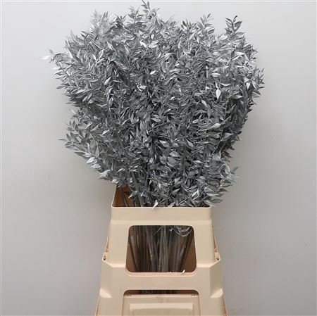 <h4>DRY RUSCUS ZILVER</h4>