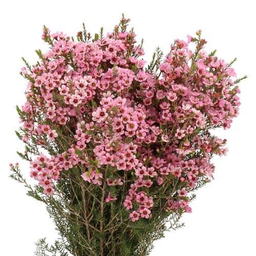 <h4>CHAMELAUCIUM  'SARAHS DELIGHT'</h4>
