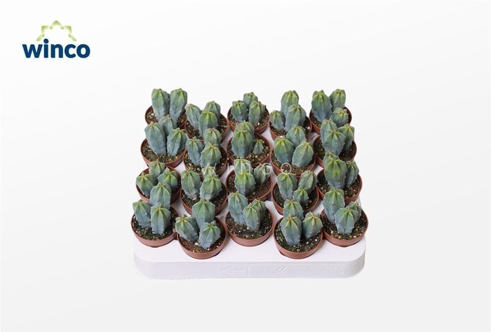 <h4>Myrtillocactus Geometrizans</h4>