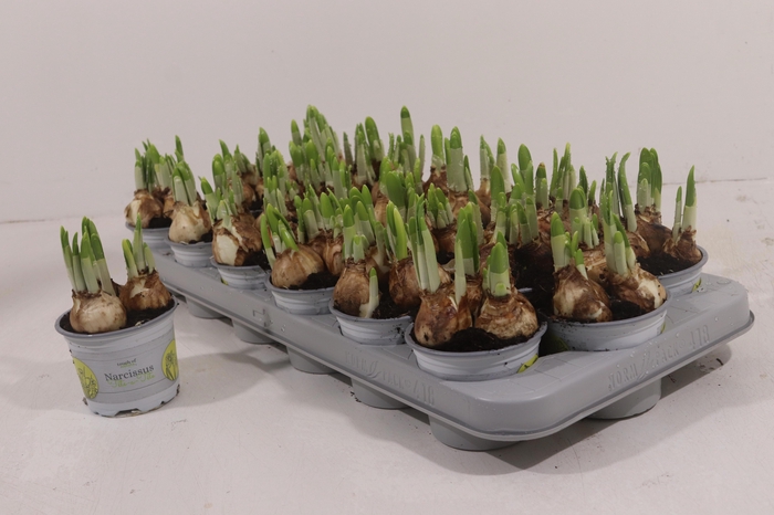 <h4>NARC O TETE A TETE</h4>