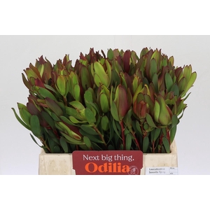 Leucadendron Senorita Spray