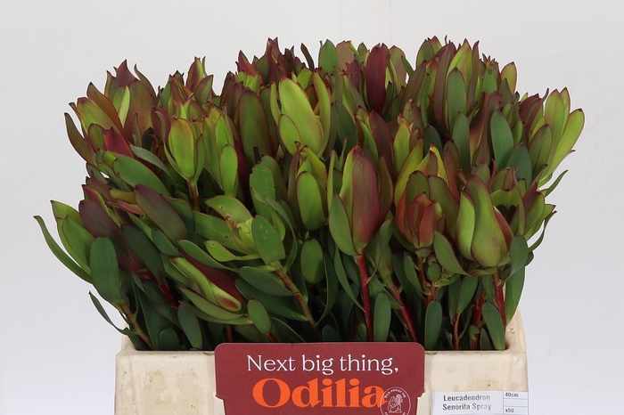 <h4>Leucadendron Senorita Spray</h4>