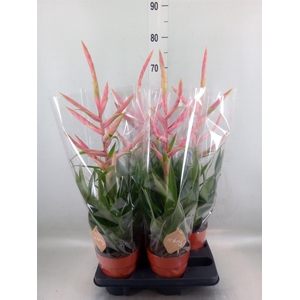 Tillandsia  'Dolce'
