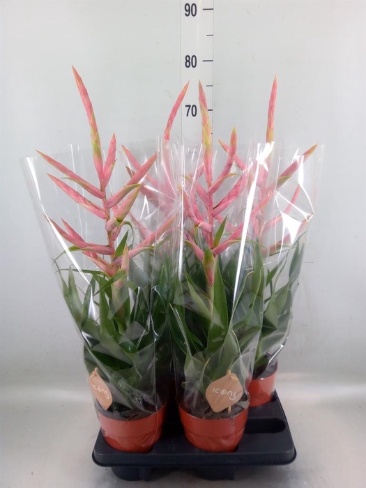 <h4>Tillandsia  'Dolce'</h4>