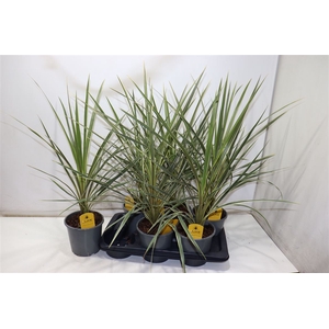 Cord Aus Variegat