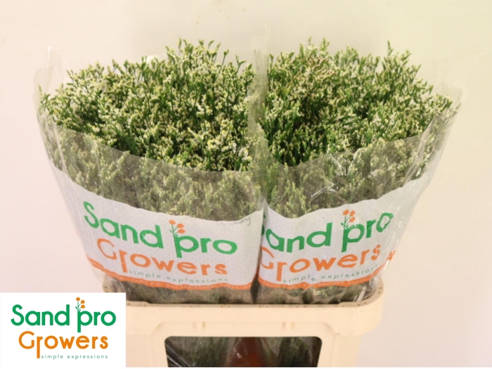 <h4>LIM SIN COOL DIAMOND</h4>