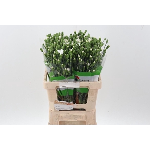 Di Solomio Calmfly x20