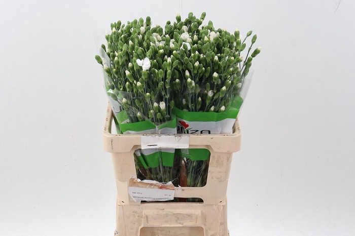 <h4>Di Solomio Calmfly x20</h4>