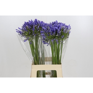 Agapanthus Blue Heaven
