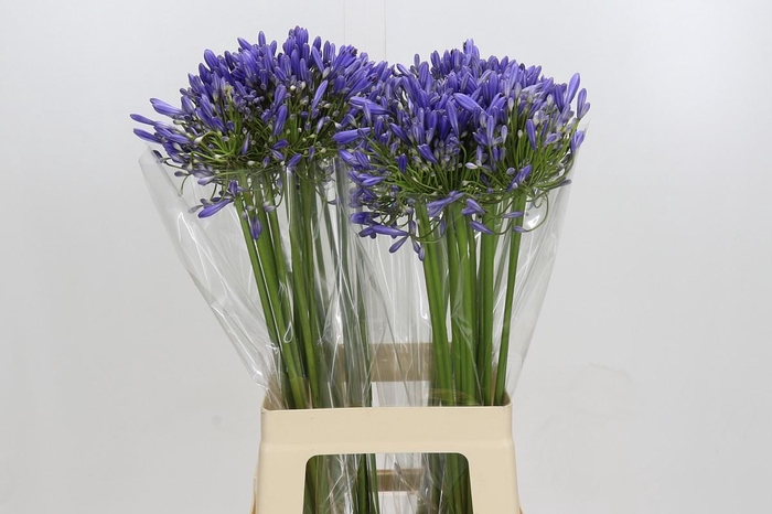 <h4>Agapanthus Blue Heaven</h4>