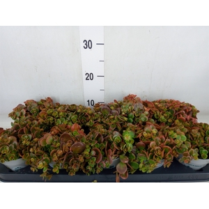 Sedum   ...