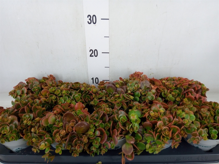 <h4>Sedum   ...</h4>