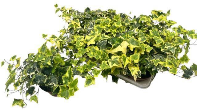 <h4>HED HE GOLD KOLIBRI</h4>